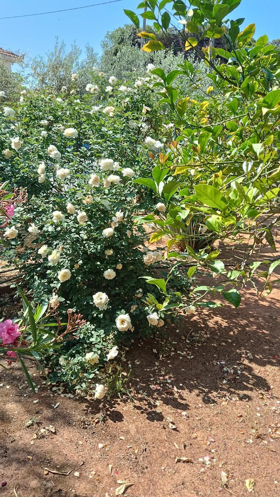 Melograno Διαμέρισμα Μαρκόπουλο Εξωτερικό φωτογραφία
